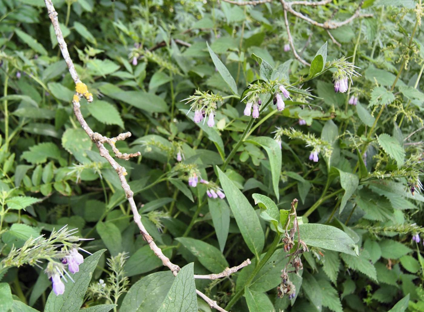 Comfrey, Common plant